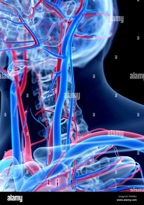 El Sistema Vascular Humano El Cuello Fotograf A De Stock Alamy