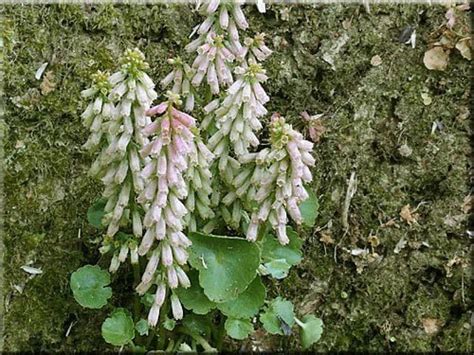 Le nombril de vénus Spotjardin