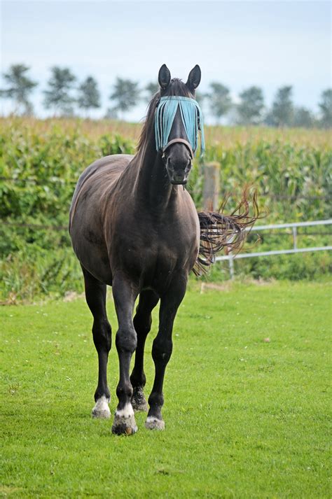 Horses Free Stock Photo Public Domain Pictures