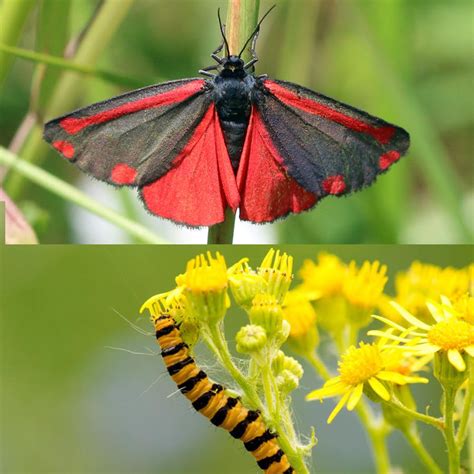 Cinnabar Moths And Ragwort A Colourful Combination Insect Bite