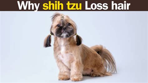 Reasons Behind Shih Tzu Hair Shedding How To Stop It Quickly Youtube