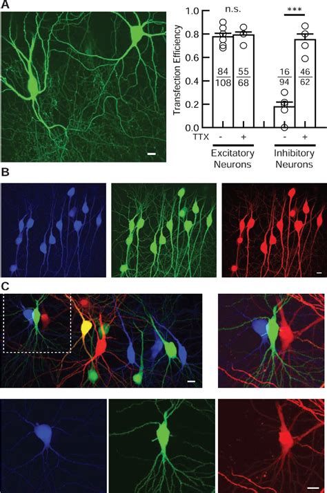 Figure From A Highly Efficient Method For Single Cell Electroporation