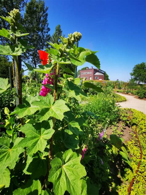 Nolde Museum Seeb Ll Garten Iii Nolde Stiftung Seeb Ll