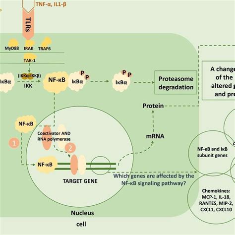 Nf κb Signaling Pathway Tnf α Il1 β Which Are Over Secreted Induced Download Scientific