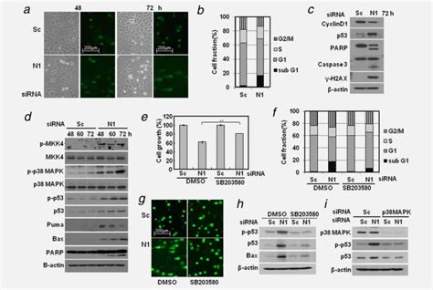 Knockdown Of Hnoxin Induces Apoptosis A Comet Assay Of Cells