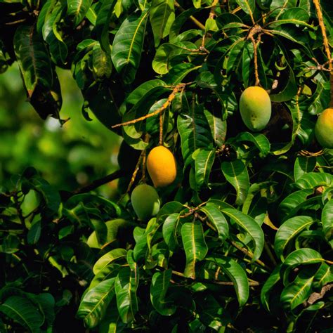 The Different Varieties Of Mangoes In The Philippines