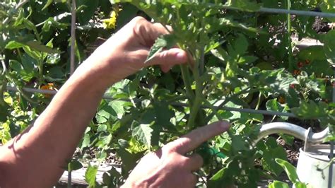 Pruning Indeterminate Tomato Plants Youtube