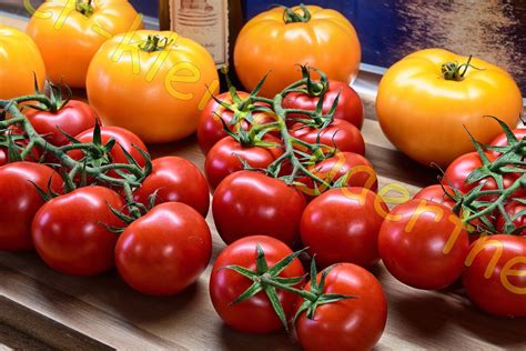 Cocktail Tomate Cerise Samen Tomatensamen Bestellen Kaufen