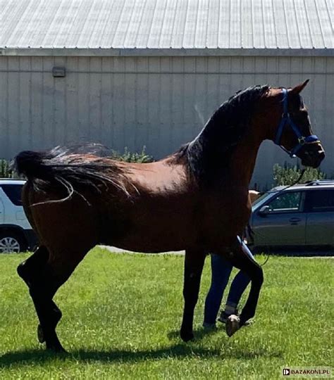 bazakoni.pl - Karta konia - Ogier "Parador" [Eukaliptus-Pestka]