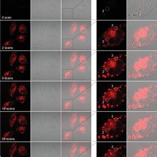 CLSM Images Of MDAMB231 Cells Treated With TPADHPyPy Taken Under