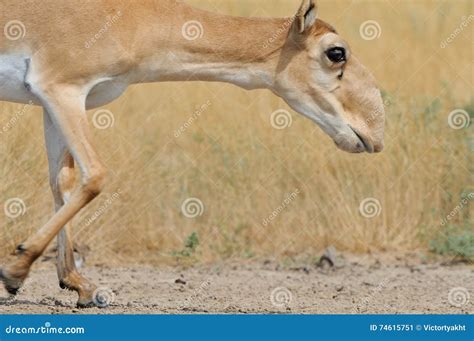 Wild Female Saiga Antelope In Kalmykia Steppe Stock Image Image Of