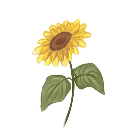 Top Imagen Girasol Imagen Dibujo Abzlocal Mx