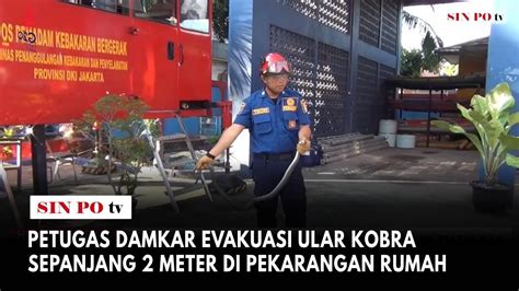 Petugas Damkar Evakuasi Ular Kobra Sepanjang Meter Di Pekarangan Rumah