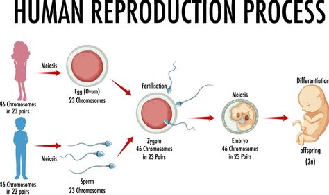 Diagram Showing Human Reproduction Process Vector Art At Vecteezy