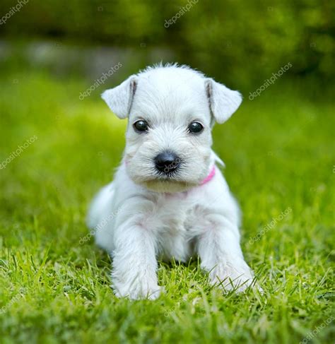 White Schnauzer Puppy ⬇ Stock Photo Image By © Magone 29286357