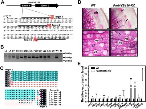 Ptomyb156 Was Knockouted By The Crisprcas9 Mediated Targeted