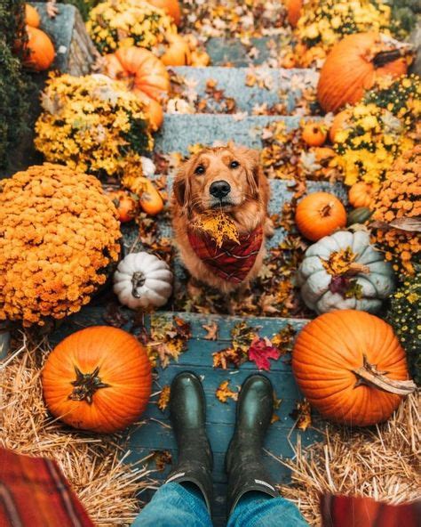 10 Best Thanksgiving Images Autumn Aesthetic Autumn Inspiration