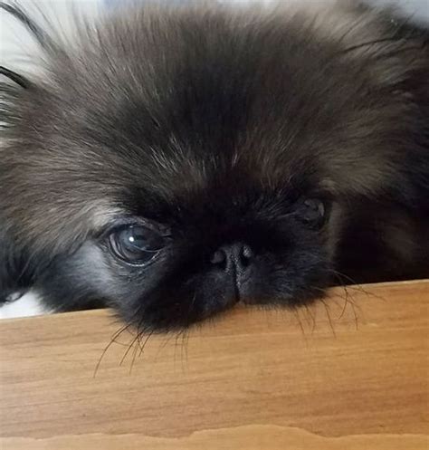 15 Realities That New Pekingese Owners Must Accept Page 5 Of 5 The