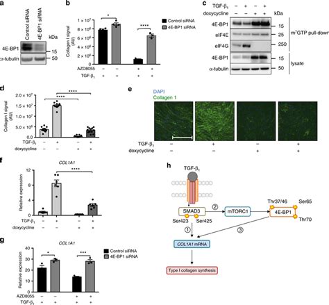 Mtorc14e Bp1 Axis Mediates The Tgf β1 Collagen I Response In Phlfs Download Scientific