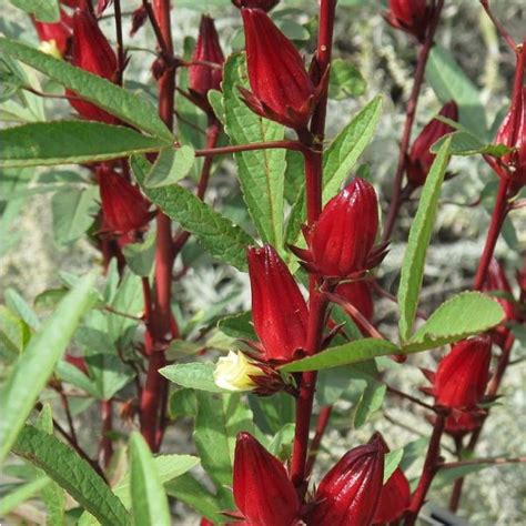 Buy Roselle Seeds Rarexoticseeds