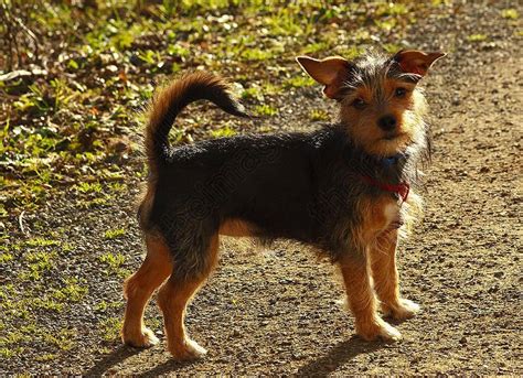 Pin On Silkies And Yorkies