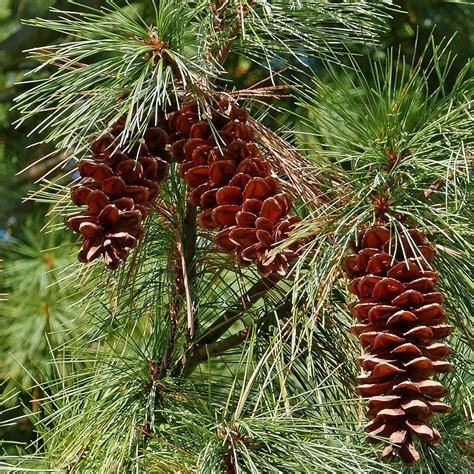 Pinus Strobus Eastern White Pine