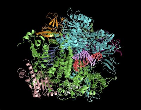 Dna Transcription Molecular Model Photograph By Laguna Design Pixels