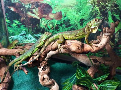 Iguana Hatchling – Exotic Pet Store