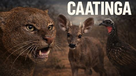 Bioma Da Caatinga Fauna - Animais da Caatinga: Conheça a fauna extraordinária do único bioma 100% ...