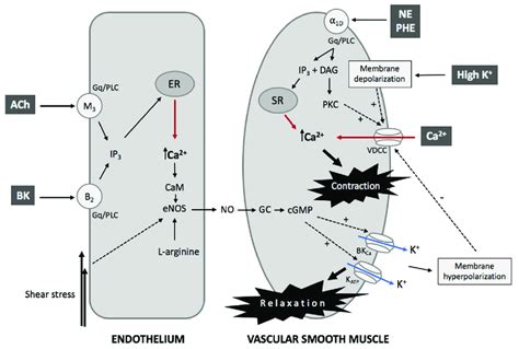 Interaction Between Endothelium And Vascular Smooth Muscle Cells In The