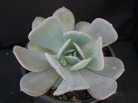 Echeveria Exotic - Roraima Nursery