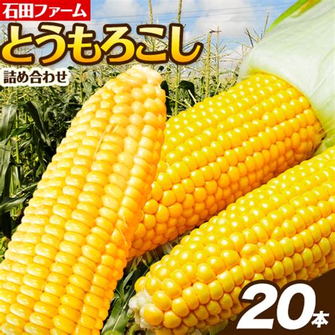 【楽天市場】【ふるさと納税】石田ファーム とうもろこし詰め合わせ20本セット 訳あり 不揃い 朝採り 野菜 新鮮 夢のコーン 甘獲娘