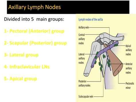 Posterior Axillary Lymph Nodes