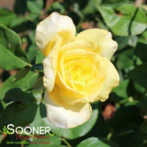 Golden Showers Climbing Rose | Sooner Plant Farm