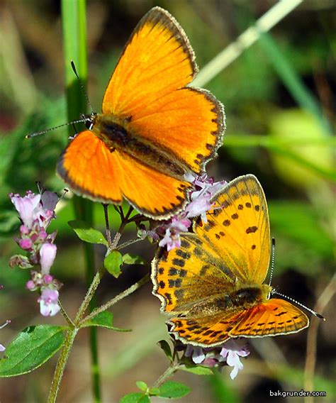 Fj Rilar Rolfs Naturfotoblogg Sida