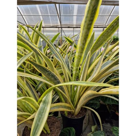 Сансевиера от Plants.bg с отлична цена