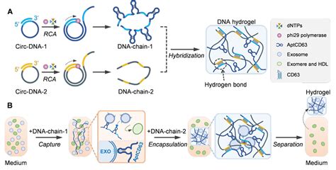 pnasdna  mol
