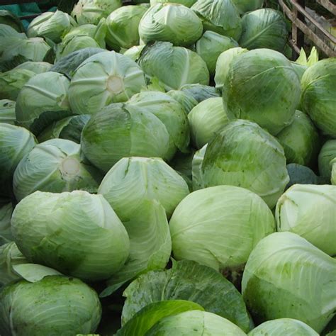 Капуста белокочанная, Brassica albusКапуста белокочанная, Brassica ...