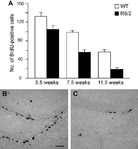 Progressive Reduction In The Number Of BrdU Labeled Cells In The