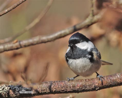 Periparus Ater Pictures Coal Tit Images Nature Wildlife Photos