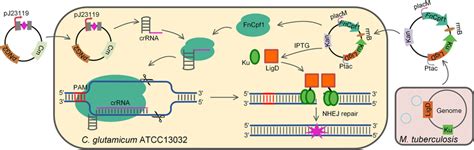 Schematic Strategy Of Cc Nhej For One Step Gene Inactivation In C