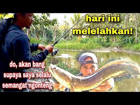 Casting Ikan Gabus Di Spot Rawa Mancing Gabus Hari Ini Sangat