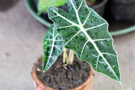 Alocasia Amazonica - Best Care Tips