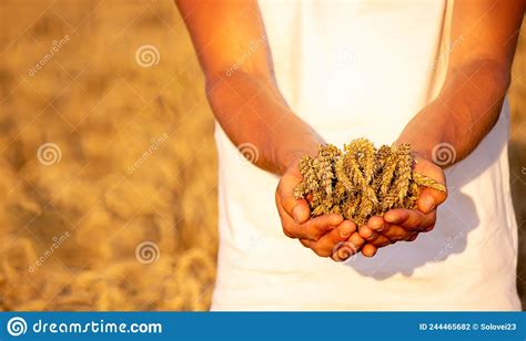 A Man Holds Golden Ears Of Wheat Against The Background Of A Ripening