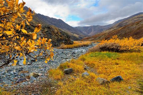 Arctic shrubs will not store as much carbon as expected - Earth.com