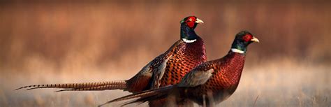 Colorado Pheasant Hunting Kb Style Adventures