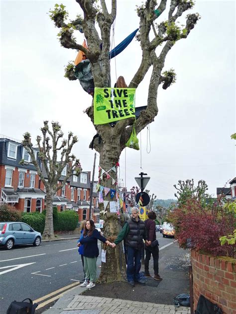 Residents furious as 120-year-old north London tree faces axe despite