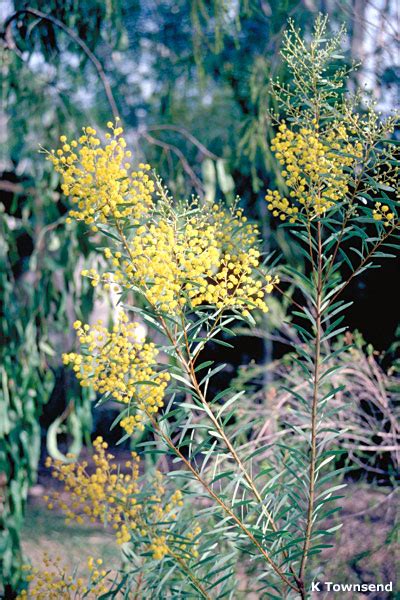 Acacia Decora Australian Native Plants Society Australia