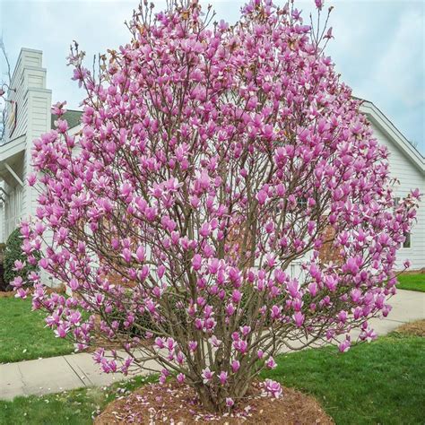 THGC | Tulip Magnolia Tree 'Jane' | | THGC