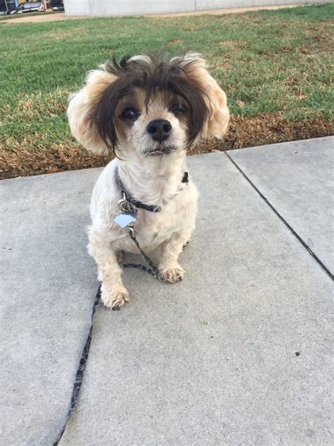 Heaven's Pets: Pet Memorial Services at Lake Lawn 16